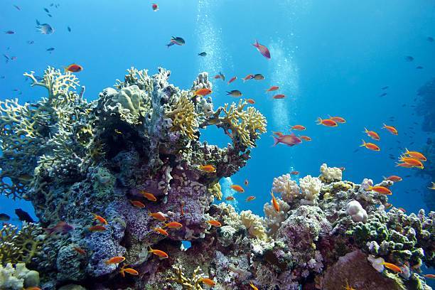 voyage Zanzibar, séjours découverte aquatique